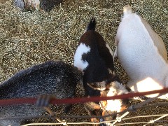 goats; Green Mountain Family Campground; New Haven, VT