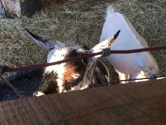 goats; Green Mountain Family Campground; New Haven, VT