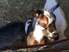 goats; Green Mountain Family Campground; New Haven, VT