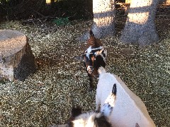 goats; Green Mountain Family Campground; New Haven, VT