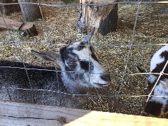 goats; Green Mountain Family Campground; New Haven, VT