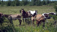 horses; NCT; Hoyt Rd; Saxon, WI