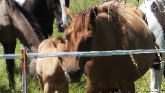 horses; NCT; Hoyt Rd; Saxon, WI