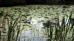 NCT; Loon Lake; CR 169; Morse, WI