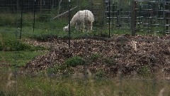 Llama; NCT; Deadham Rd & Hanks Rd; Foxboro, WI