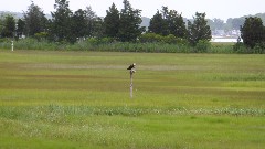 Hammonasset Osprey Camera; Hammonasset State Park; Guilford, CT