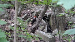 Pileated Woodpecker; NET, CT