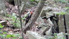 Pileated Woodpecker; NET, CT